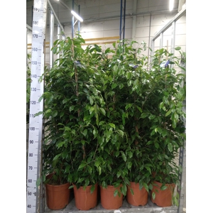 Ficus benja. 'Exotica'