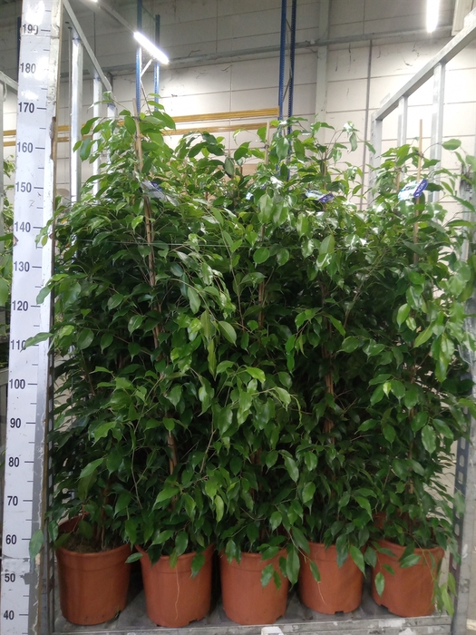<h4>Ficus benja. 'Exotica'</h4>