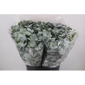 Euca Cinerea Short 150gr P Bunch