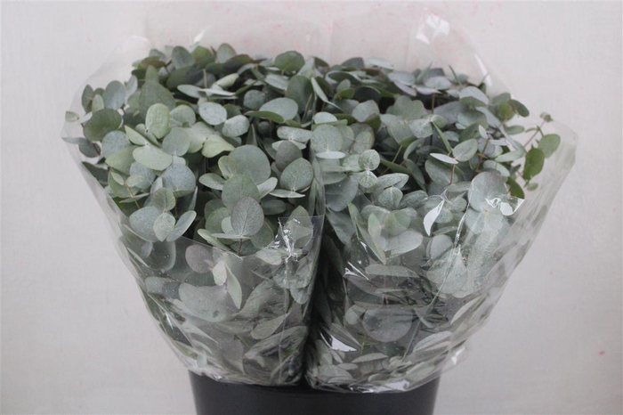 <h4>Euca Cinerea Short 150gr P Bunch</h4>