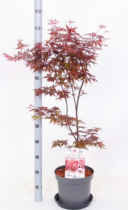 <h4>ACER PA SKEET BROOM</h4>