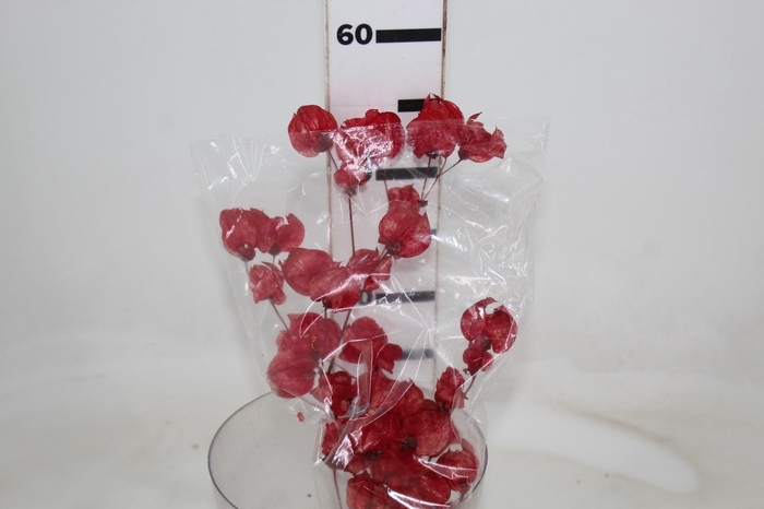 <h4>BOUGANVILLE DESIDRATADO</h4>