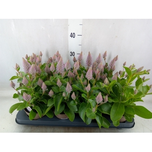 Ptilotus exaltatus 'Joey'
