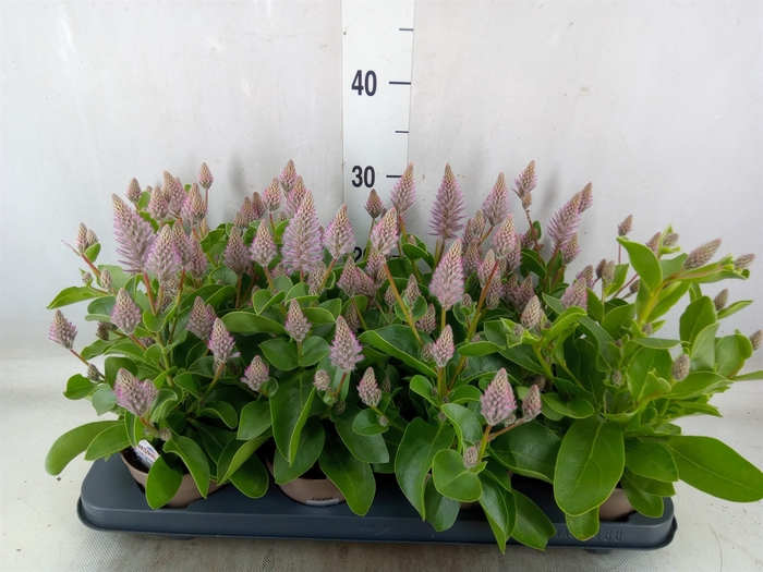 <h4>Ptilotus exaltatus 'Joey'</h4>