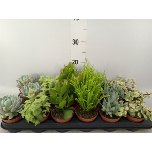 Succulents   ...mix 6