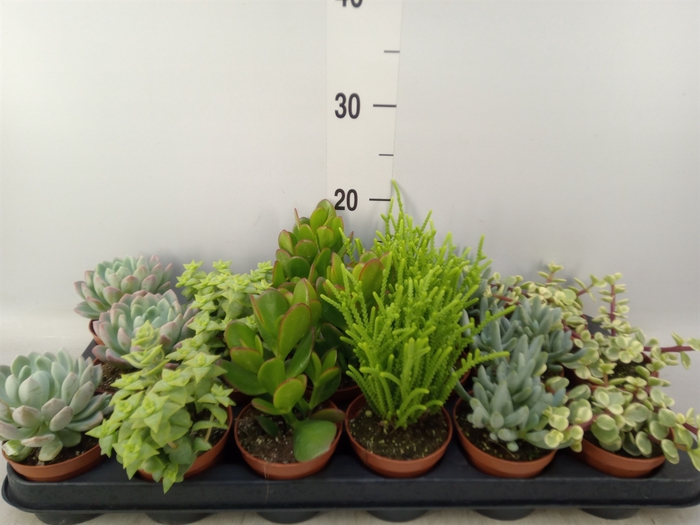 <h4>Succulents   ...mix 6</h4>