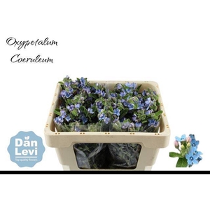 OXY CO TAN PURE BLU