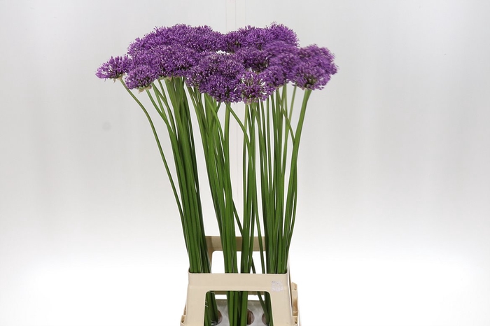 <h4>Allium Gladiator 90 Van Leeuwen</h4>