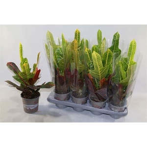 Codiaeum var. GR 'Excellent'