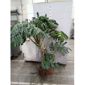 Monstera delic.