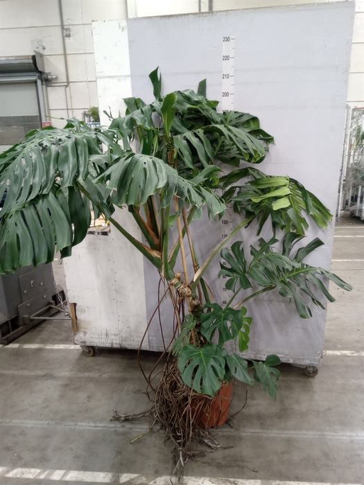 <h4>Monstera delic.</h4>