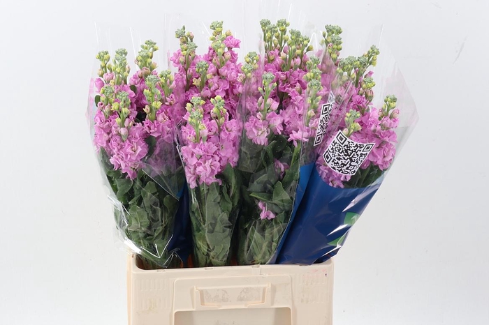 <h4>Matth Iron Pink</h4>