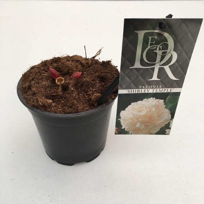 <h4>Paeonia 'Shirley Temple'</h4>