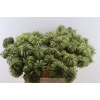 Dille Zaaddoos Natural Medium 60cm P Stem