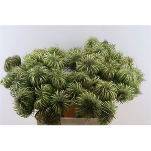 Dille Zaaddoos Natural Medium 60cm P Stem