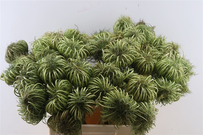 <h4>Dille Zaaddoos Natural Medium 60cm P Stem</h4>