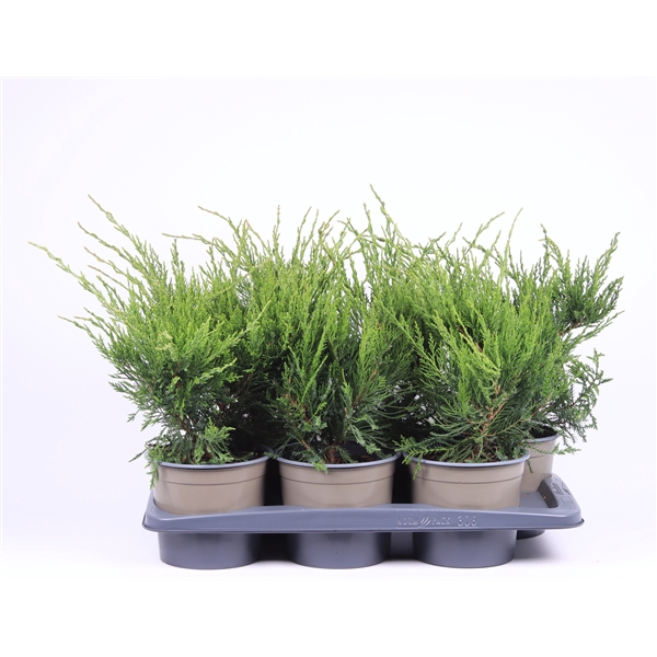 <h4>Juniperus x pfitzeriana 'Mint Julep'</h4>