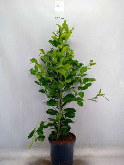 <h4>Ficus microcarpa 'Moclame'</h4>