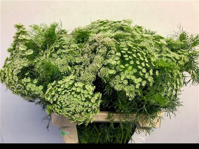 <h4>AMMI MAJUS</h4>