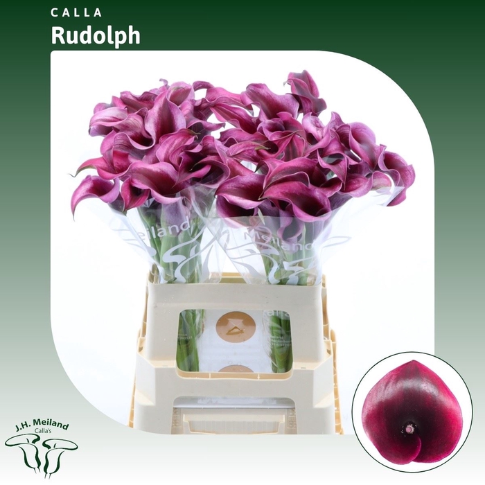 <h4>Calla Rudolph | Dubbelbloemig</h4>