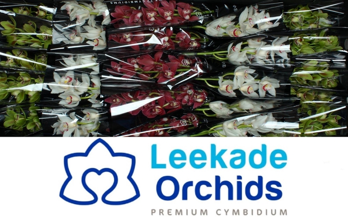 <h4>Cymb Mi Christmas Mix Leekade X30 20% Extra Packed</h4>