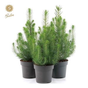 Pinus pinea 'Silver Crest'
