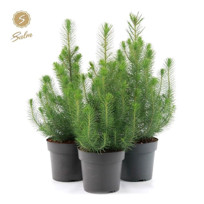<h4>Pinus pinea 'Silver Crest'</h4>