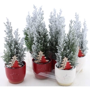 Chamaecyparis law. Ellwoodii 10Ø 32cm