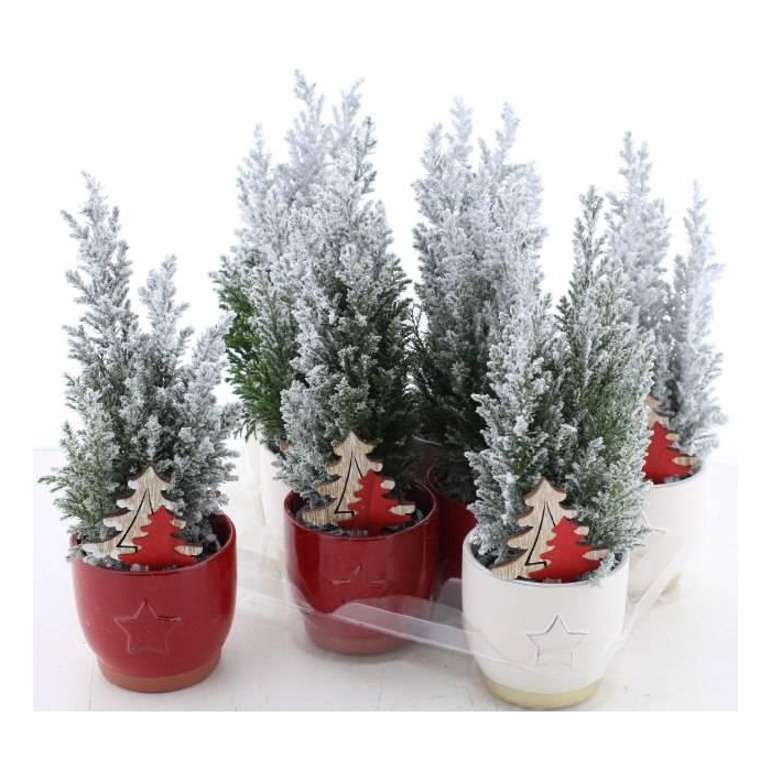 <h4>Chamaecyparis law. Ellwoodii 10Ø 32cm</h4>