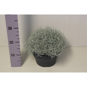 .Calocephalus brownii