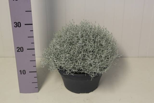 <h4>.Calocephalus brownii</h4>