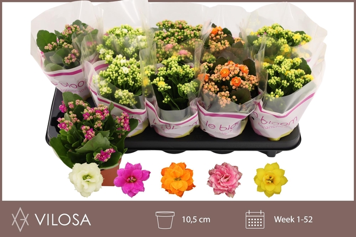 <h4>KAL GE GEM 5 KL</h4>