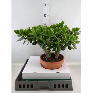 Crassula ovata