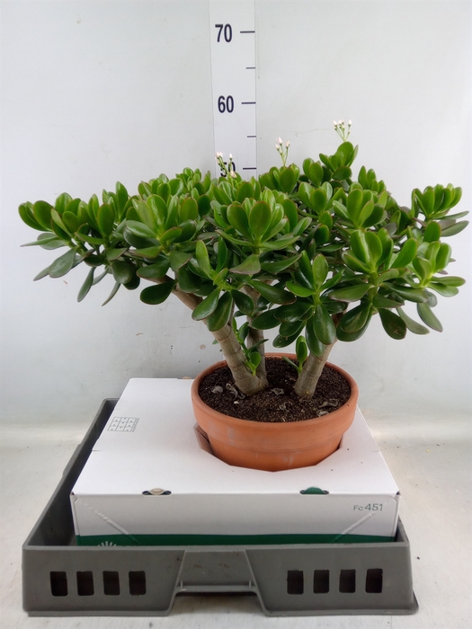 <h4>Crassula ovata</h4>