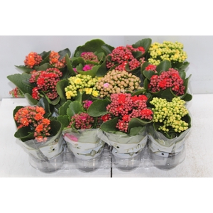 KALANCHOE DOBRADO MINI P09