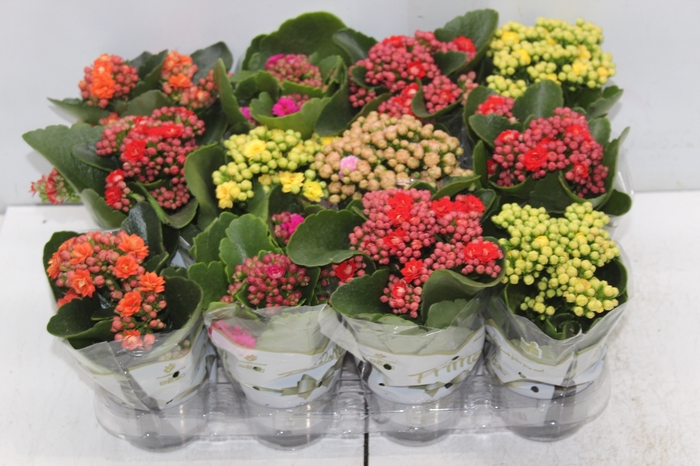 <h4>KALANCHOE DOBRADO MINI P09</h4>