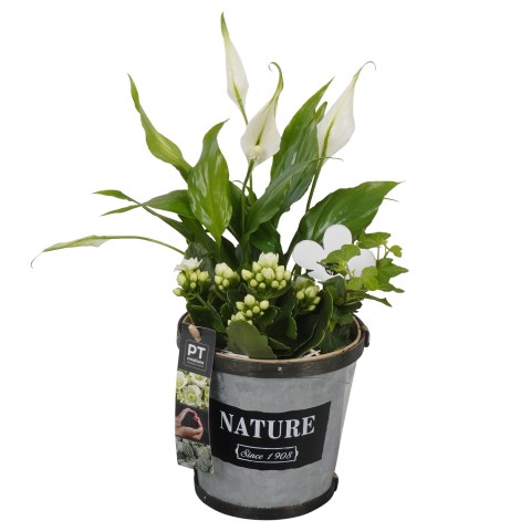 <h4>PTIB7605 Arrangementen kamerplanten</h4>