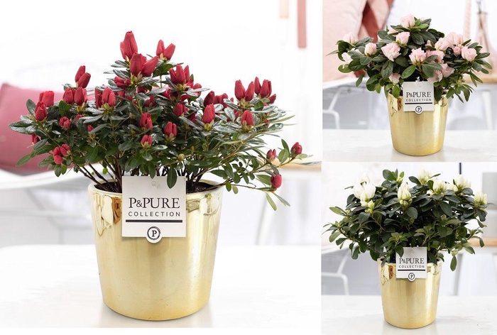 <h4>1st class Azalea mix in P&PURE Laryssa ceramics shiny gold</h4>