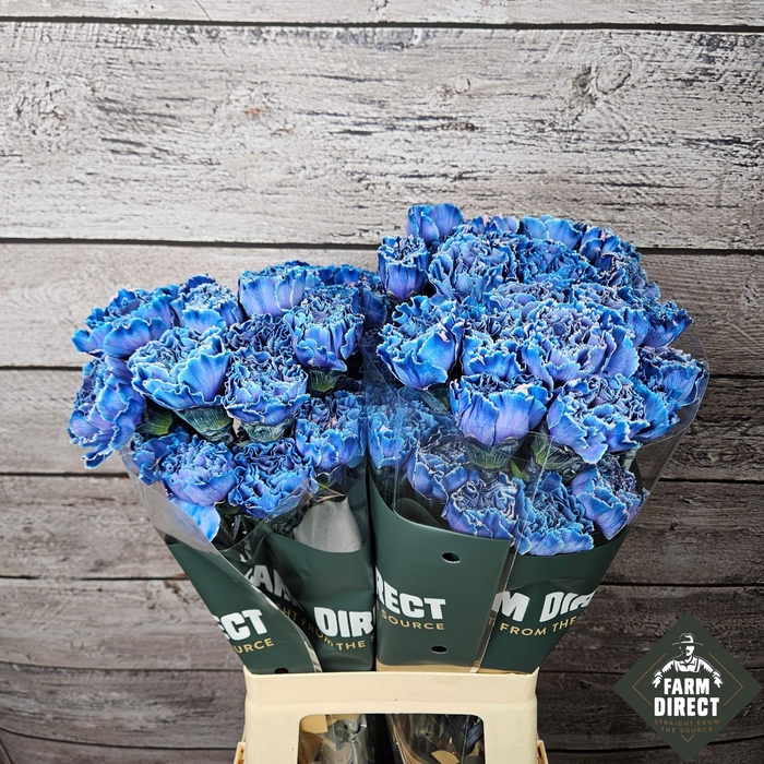 <h4>DI ST NEO INDIE BLUE</h4>