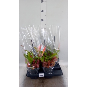 Nepenthes alata
