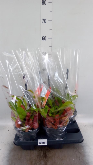 <h4>Nepenthes alata</h4>