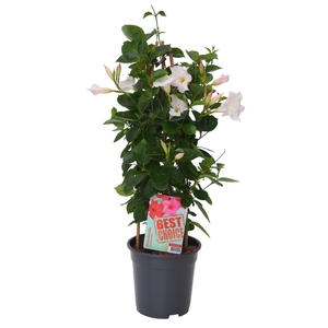 Sundaville (Dipladenia) wit P17