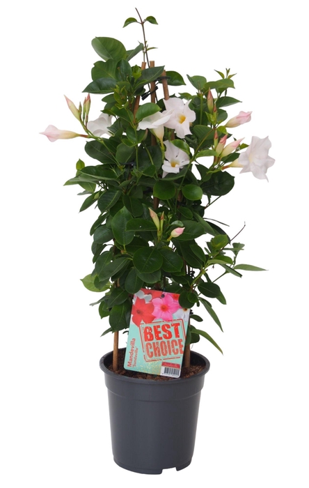 <h4>Sundaville (Dipladenia) wit P17</h4>