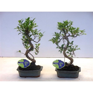 Ficus retusa, 15cm., shape, without drip tray