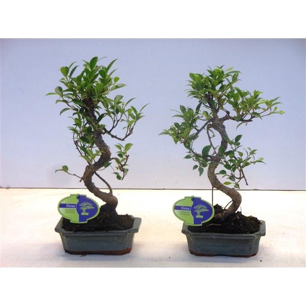 <h4>Ficus retusa, 15cm., shape, without drip tray</h4>