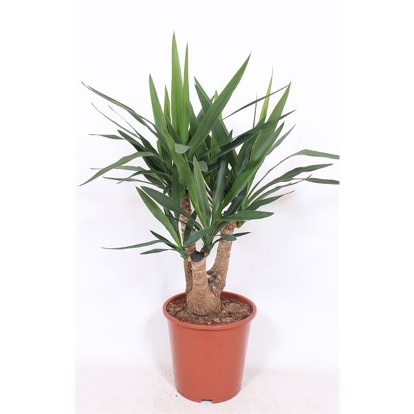 <h4>Yucca elephantipes</h4>