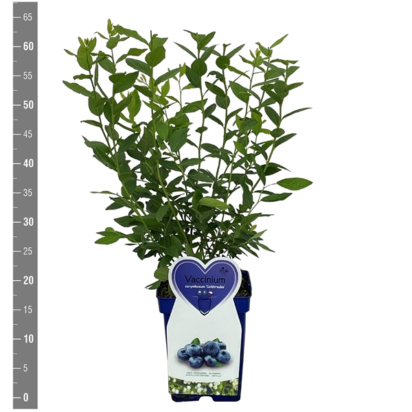 <h4>Vaccinium c. Goldtraube 5 liter blauwe pot (Blauwe bes)</h4>