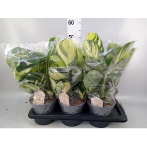 Ctenanthe pilosa 'Mosaic'