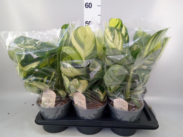 <h4>Ctenanthe pilosa 'Mosaic'</h4>