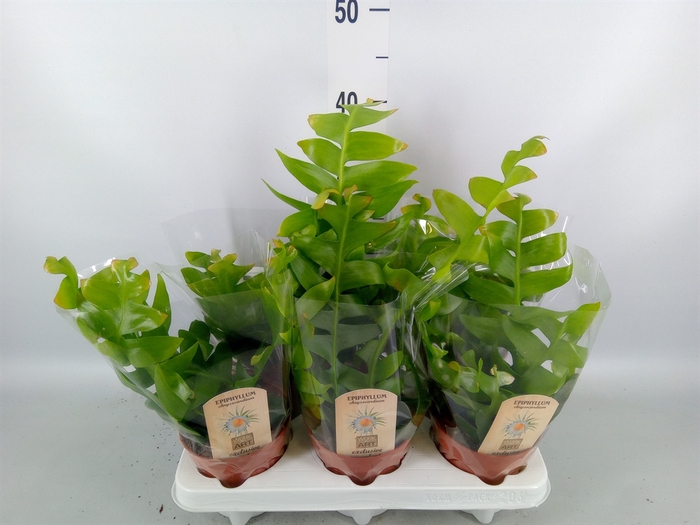 <h4>Epiphyllum   ...</h4>